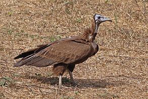 Hooded vulture Hooded vulture Wikipedia