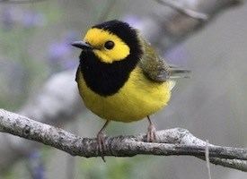 Hooded warbler Hooded Warbler Identification All About Birds Cornell Lab of