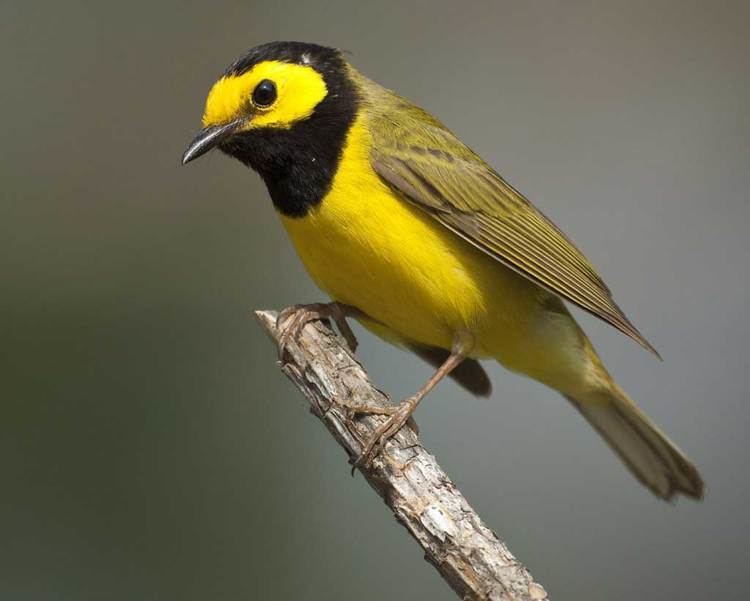 Hooded warbler Hooded Warbler Audubon Field Guide