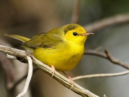 Hooded warbler Hooded Warbler Identification All About Birds Cornell Lab of