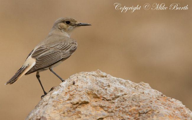 Hooded wheatear Oriental Bird Club Image Database Hooded Wheatear Oenanthe monacha