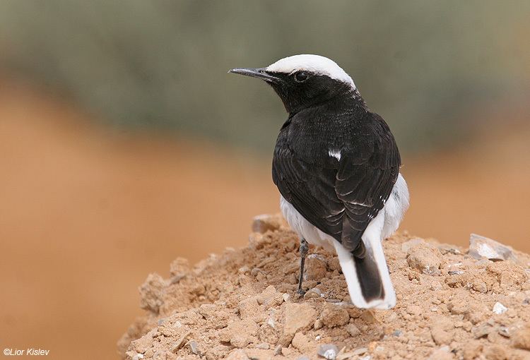 Hooded wheatear Birds of Israel Passeriformes Hooded Wheatear