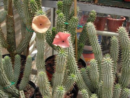 Hoodia Amazing appetite suppresant effects of this cactus plant