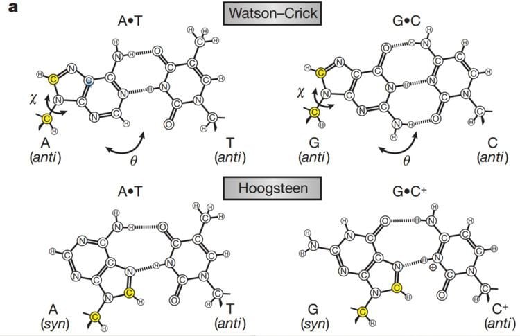 Hoogsteen base pair