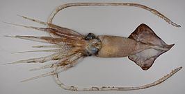 Hooked squid httpsuploadwikimediaorgwikipediacommonsthu