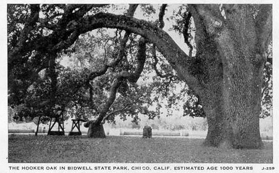 Hooker Oak Penny Postcards from Butte County California