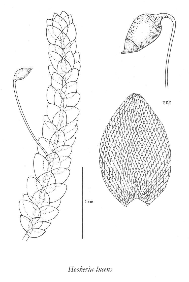 Hookeria lucens EFlora BC Electronic Atlas of the Flora of BC