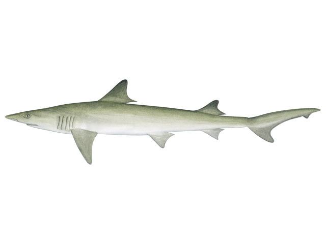 Hooktooth shark fishillustcomfilesattachimages56586580054a