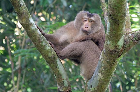Hoollongapar Gibbon Sanctuary Hoollongapar Gibbon Sanctuary Assam