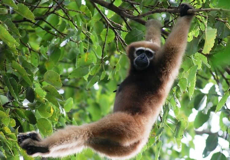 Hoolock gibbon Hoolock gibbons are almost entirely arboreal coming to the ground