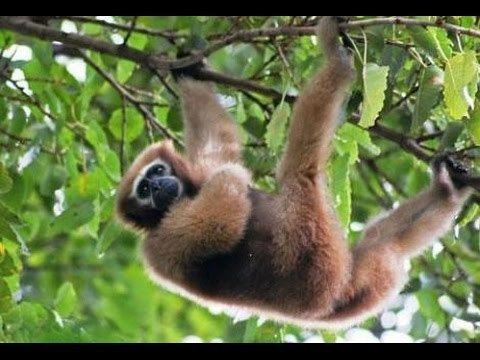 Hoolock gibbon Western Hoolock Gibbon Hoolock hoolock YouTube