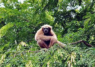 Hoolock gibbon Hoolock Gibbons WWF India
