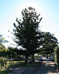 Hoop Pines, Bald Hills httpsuploadwikimediaorgwikipediacommonsthu