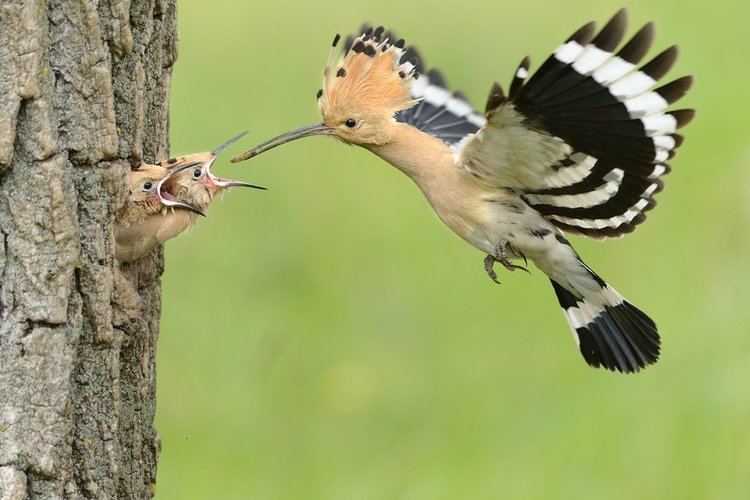 Hoopoe 10 things you didn39t know about the hoopoe From the Grapevine