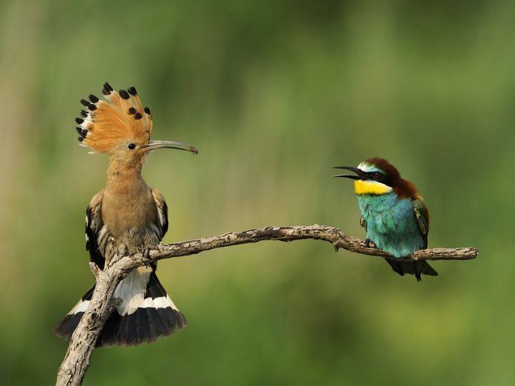 Hoopoe 10 things you didn39t know about the hoopoe From the Grapevine