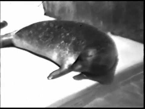 Hoover (seal) Hoover the talking Seal July 1011 1984 YouTube
