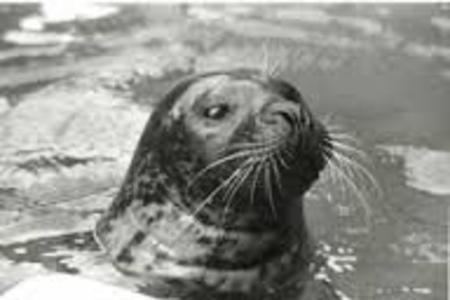 Hoover (seal) Hoover the Talking Seal