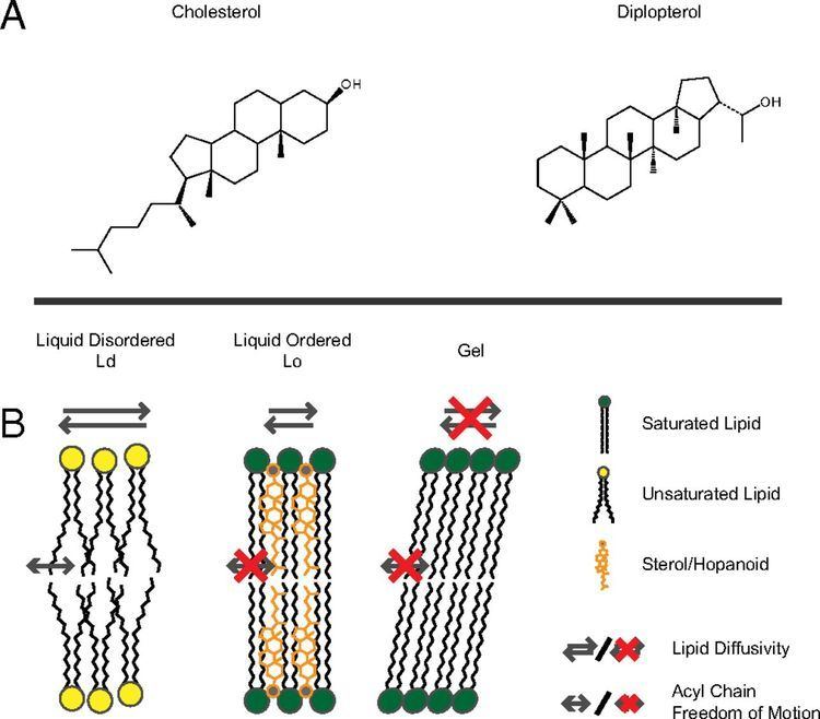 Hopanoids Functional convergence of hopanoids and sterols in membrane ordering