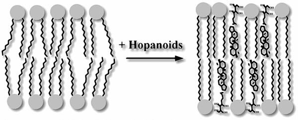 Hopanoids Small Things Considered Bacterial Hopanoids The Lipids That Last