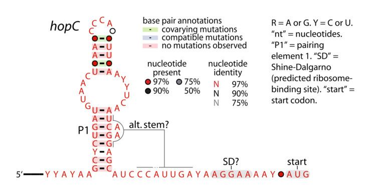 HopC RNA motif