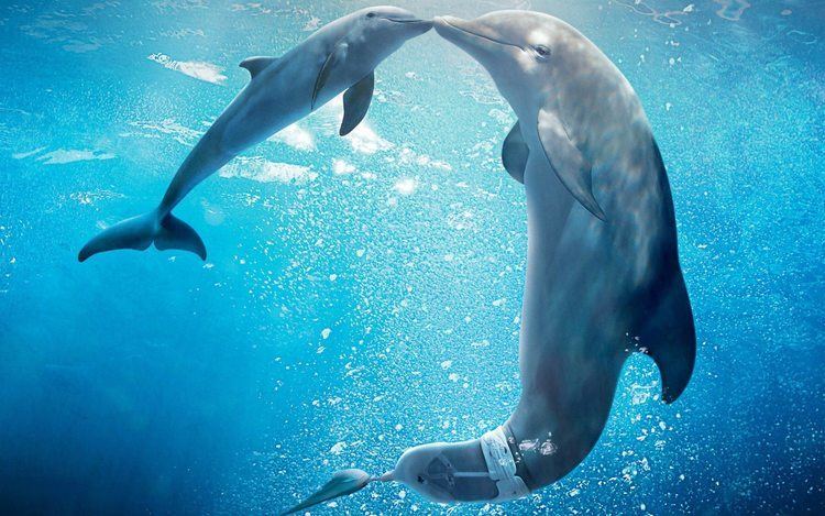 Hope (dolphin) Lessons learned from the movie Dolphin Tale 2 yourhappyplaceblog