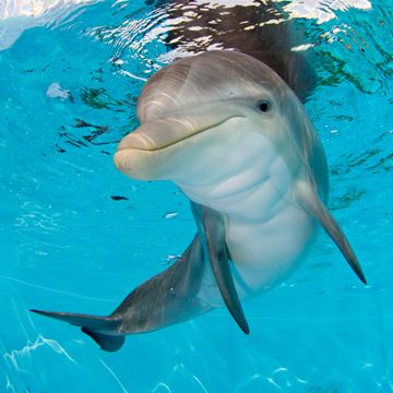 Hope (dolphin) 1000 images about Winter and hope on Pinterest Swim Dolphin tale