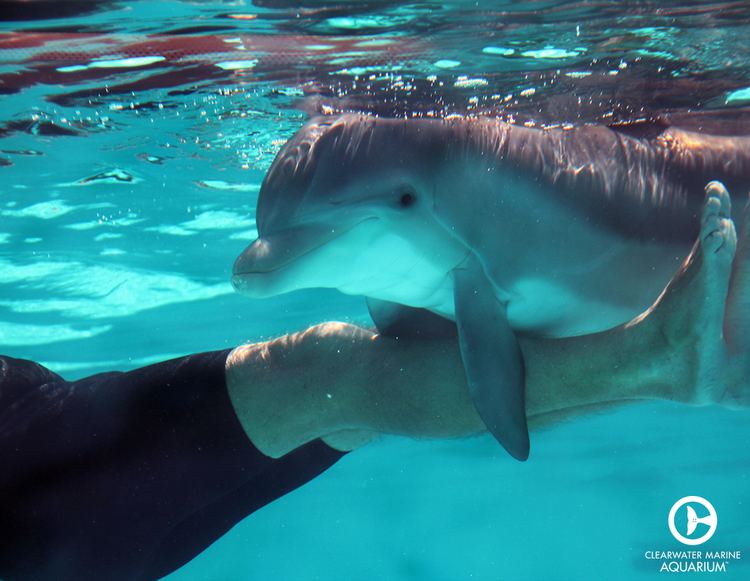 Hope (dolphin) 1000 images about Hope the Dolphin on Pinterest Frogs Swim and