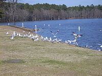 Hope Mills Lake httpsuploadwikimediaorgwikipediacommonsthu