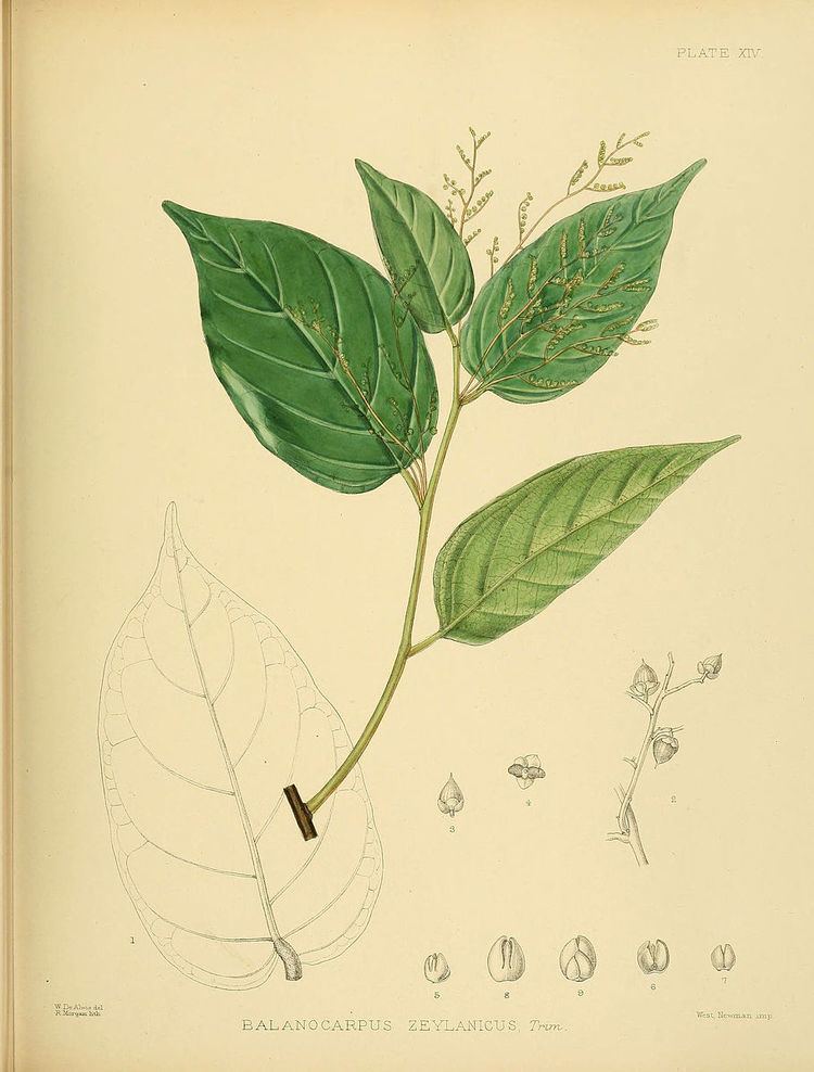 Hopea brevipetiolaris