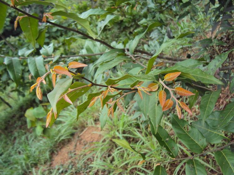 Hopea parviflora FileHopea parviflora 02aJPG Wikimedia Commons