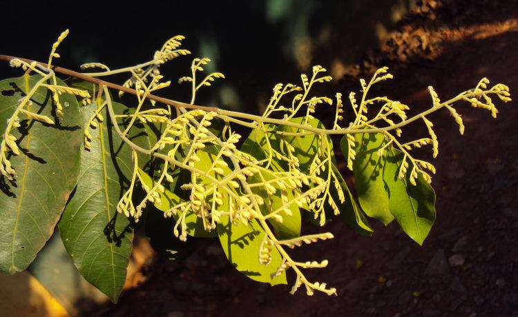 Hopea parviflora indiabiodiversityorgbiodivobservations0b260cc