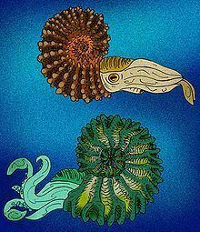 Hoplites (ammonite) httpsuploadwikimediaorgwikipediacommonsthu