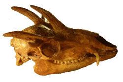 Hoplitomeryx Prongdeer Hoplitomeryx spp