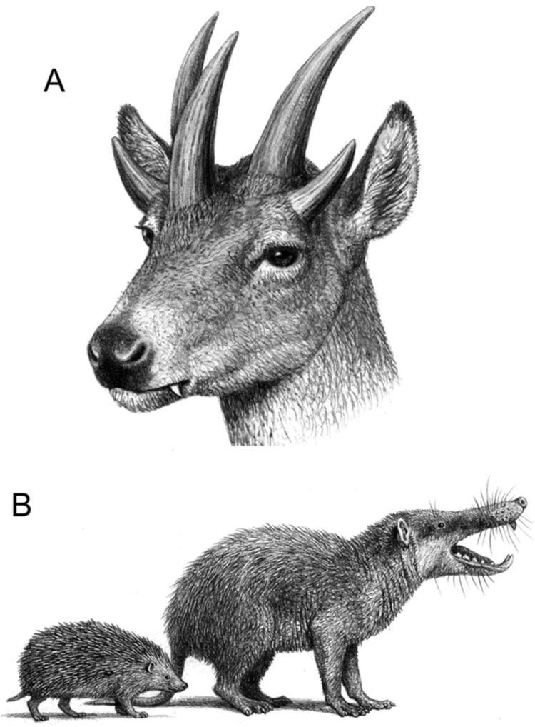 Hoplitomeryx Figure 2 Hoplitomeryx and the insular fauna of Gargano
