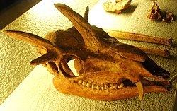Hoplitomeryx Hoplitomeryx Wikipedia