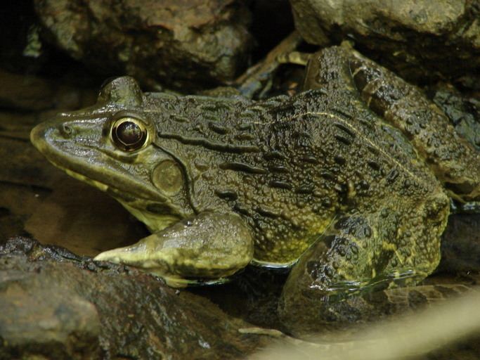 Hoplobatrachus tigerinus CalPhotos Hoplobatrachus tigerinus Indian Bull Frog