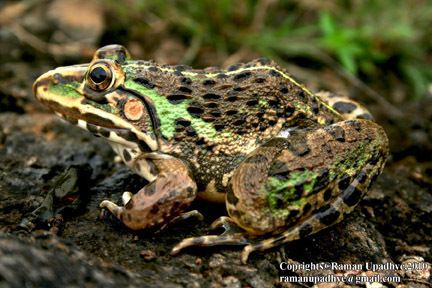 Hoplobatrachus tigerinus CalPhotos