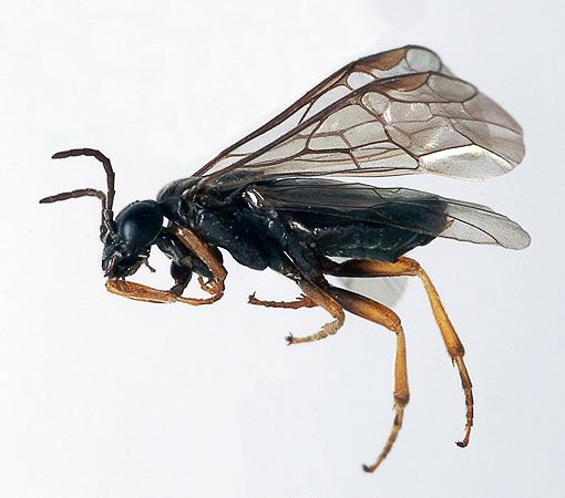 Hoplocampa AgroAtlas Pests Hoplocampa minuta Christ Black Plum Sawfly