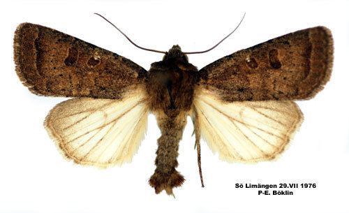 Hoplodrina blanda Hoplodrina blanda Insecta Lepidoptera Noctuidae