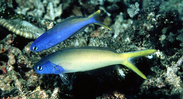 Hoplolatilus Fish Identification