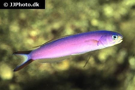 Hoplolatilus purpureus Purple sand tilefish Hoplolatilus purpureus in aquarium