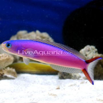 Hoplolatilus purpureus Saltwater Aquarium Fish for Marine Aquariums Purple Tilefish