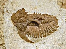Hoplolichoides conicotuberculatus httpsuploadwikimediaorgwikipediacommonsthu