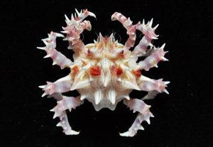 Hoplophrys Marine Science Institute coolcritters Candy crab Hoplophrys