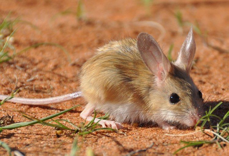 Northern Hopping Mouse