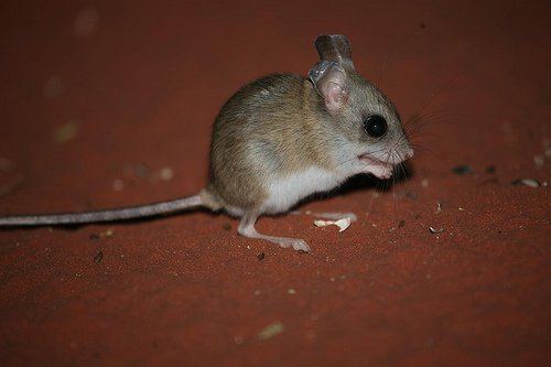 Hopping mouse Desert heroes VCE Biology