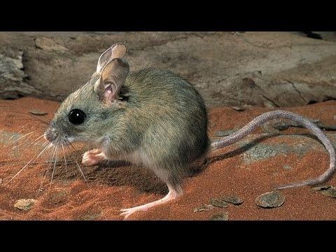 Hopping mouse Desert Hopping Mouse YouTube