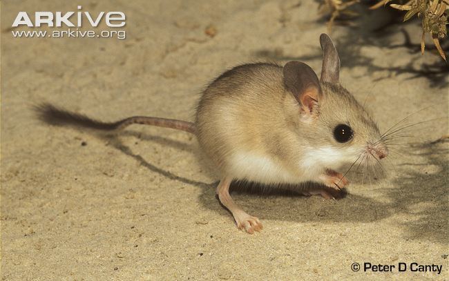 Hopping mouse Dusky hopping mouse photo Notomys fuscus G107027 ARKive