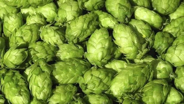 Hops Do You Know The Connection Between Hops And Cannabis