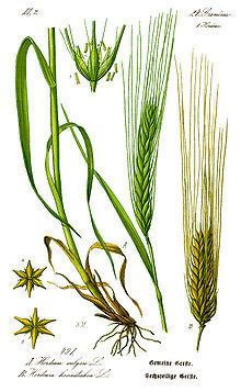 Hordeum Barley Wikipedia